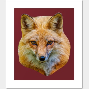 Foxy Face Posters and Art